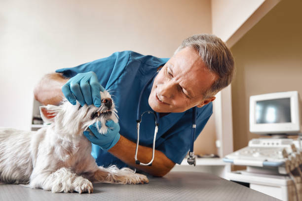 Best Emergency Dentist for Knocked-Out Tooth in Bloomer, WI